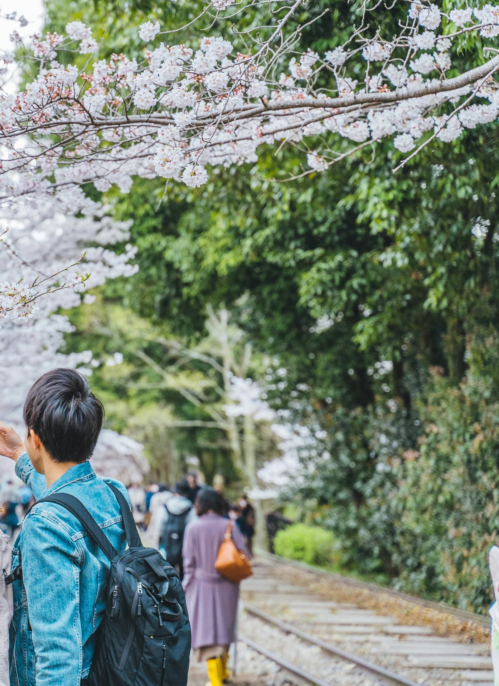 Couple taking a selfie under cherry blossoms